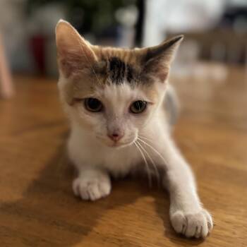 Delilah Pie -  Calico Cat for Adoption in Bentonville, Arkansas - Delilah Pie | PetCurious