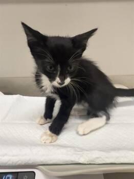 STARFISH -  Domestic Short Hair Cat for Adoption in Baytown, Texas - STARFISH | PetCurious