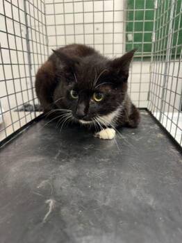 Domestic Short Hair Cats Available for Adoption in Sevierville, Tennessee - Bass | PetCurious