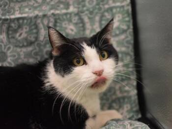 Domestic Short Hair Cats Available for Adoption - Gizmo | PetCurious