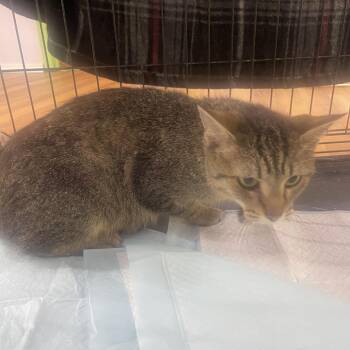 Palmer -  Domestic Short Hair Cat for Adoption in Corbin, Kentucky - Palmer | PetCurious