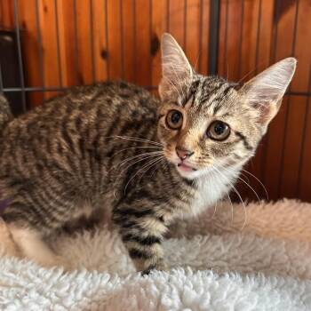 Caviar -  Domestic Short Hair Cat for Adoption in Rocky Mount, Virginia - Caviar | PetCurious