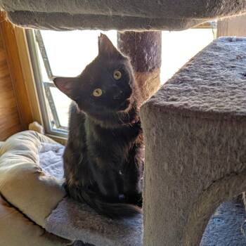 Merlin -  Domestic Medium Hair Cat for Adoption in New Washoe City, Nevada - Merlin | PetCurious