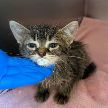 Fawn -  Domestic Long Hair Cat for Adoption in Council Bluffs, Iowa - Fawn | PetCurious