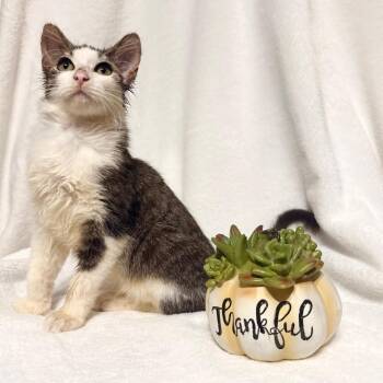 Rescue Domestic Medium Hair Cats for Adoption in Boca Raton, Florida - Amaretto | PetCurious