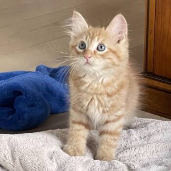 Buzz -  Domestic Long Hair Cat for Adoption in Franklin, Tennessee - Buzz | PetCurious
