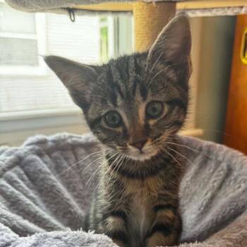 Sansa $150 -  Domestic Short Hair Cat for Adoption in Milwaukee, Wisconsin - Sansa $150 | PetCurious