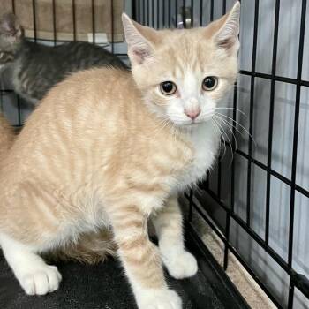 Aristotle -  Domestic Short Hair Cat for Adoption in Fairmont, West Virginia - Aristotle | PetCurious