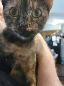Rescue Tortoiseshell Cats for Adoption in Hoffman Estates, Illinois - Elvira | PetCurious