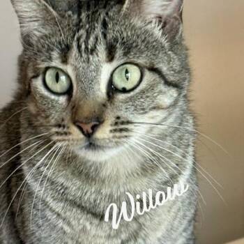 Tabby and Domestic Short Hair Cats Available for Adoption in Houston, Texas - Willow #your-fast-friend | PetCurious