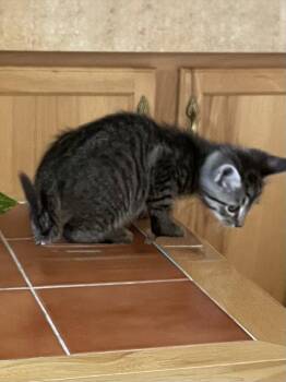 Ace -  Domestic Medium Hair Cat for Adoption in Tonawanda, New York - Ace | PetCurious