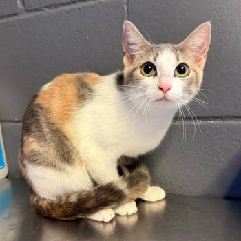 Domestic Short Hair Cats Available for Adoption in Tuscaloosa, Alabama - Soshi | PetCurious