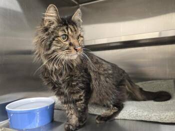 Domestic Medium Hair Cats Available for Adoption - SILAS | PetCurious