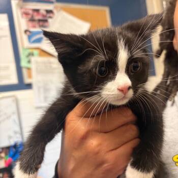 Schmorden -  Domestic Short Hair Cat for Adoption in Pittsburgh, Pennsylvania - Schmorden | PetCurious
