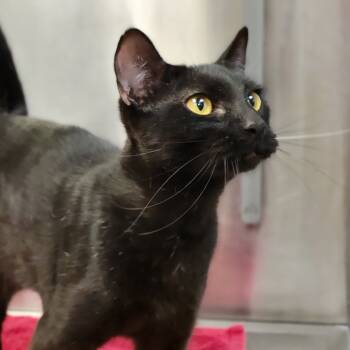 Rescue Domestic Short Hair Cats for Adoption in Sarasota, Florida - Mummy | PetCurious