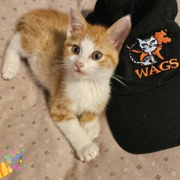 Bandana -  Domestic Short Hair Cat for Adoption in Westminster, California - Bandana | PetCurious