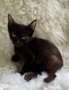Dahlia -  Domestic Short Hair Cat for Adoption in Picayune, Mississippi - Dahlia | PetCurious