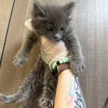 Lestat -  Domestic Long Hair Cat for Adoption in Great Falls, Montana - Lestat | PetCurious