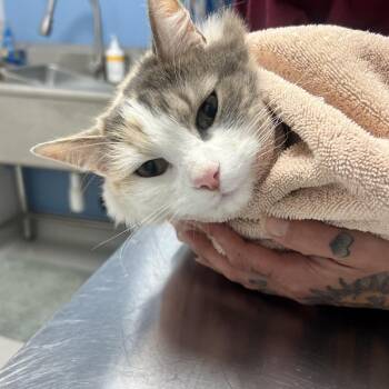 Napa -  Domestic Long Hair Cat for Adoption in Oneonta, New York - Napa | PetCurious