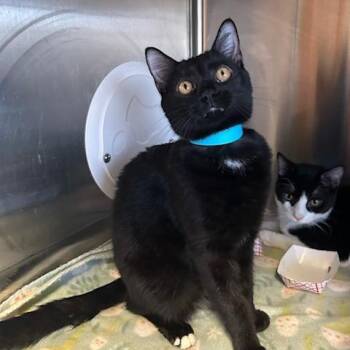 Mac -  Domestic Short Hair Cat for Adoption in Knoxville, Tennessee - Mac | PetCurious