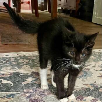 Tremendous One -  Domestic Short Hair Cat for Adoption in Fredericksburg, Virginia - Tremendous One | PetCurious