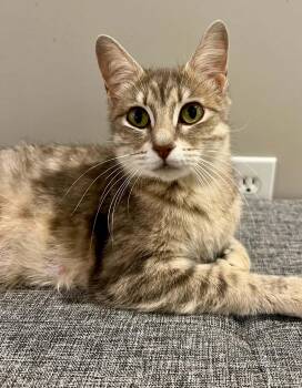 Sugar -  Domestic Short Hair Cat for Adoption in Saint Charles, Missouri - Sugar | PetCurious