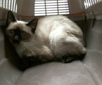VANIA -  Siamese and Domestic Short Hair Cat for Adoption in Houston, Texas - VANIA | PetCurious