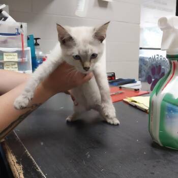 Cindy -  Domestic Short Hair Cat for Adoption in Lufkin, Texas - Cindy | PetCurious