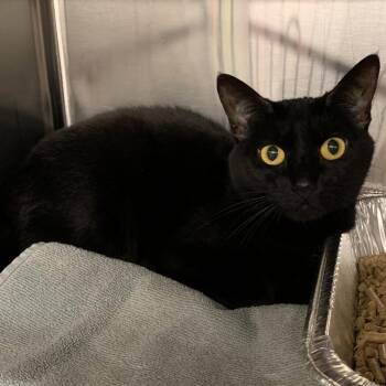 Rescue Domestic Short Hair Cats for Adoption in Cumming, Georgia - Dawny | PetCurious