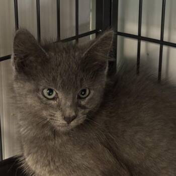 Groot -  Domestic Short Hair Cat for Adoption in Davenport, Iowa - Groot | PetCurious