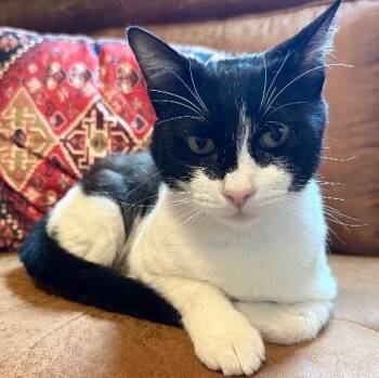 Sylvester the Brave -  Tuxedo and Domestic Short Hair Cat for Adoption in Friendswood, Texas - Sylvester The Brave | PetCurious