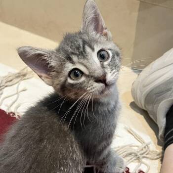 Rasi -  Domestic Short Hair Cat for Adoption in Ferndale, Michigan - Rasi | PetCurious