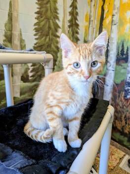 Rescue Domestic Short Hair Cats for Adoption in Frisco, Colorado - MARS | PetCurious