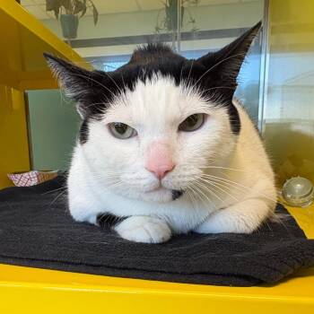Jesse -  Domestic Short Hair Cat for Adoption in Abilene, Texas - Jesse | PetCurious