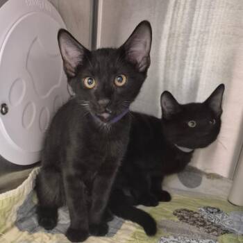 Skeeter (Purple Collar) -  Domestic Short Hair Cat for Adoption in Kingman, Kansas - Skeeter (Purple Collar) | PetCurious