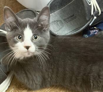 Captain -  Domestic Short Hair Cat for Adoption in Peoria, Illinois - Captain | PetCurious