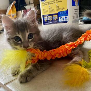 Red Card -  Domestic Long Hair Cat for Adoption in Boerne, Texas - Red Card | PetCurious