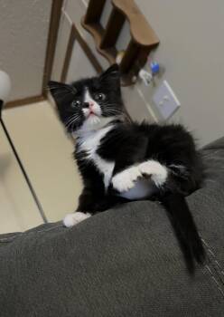 Rescue Domestic Short Hair Cats for Adoption - Gemini | PetCurious