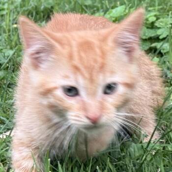 Cheeto -  Domestic Short Hair Cat for Adoption in Carmel, Indiana - Cheeto | PetCurious