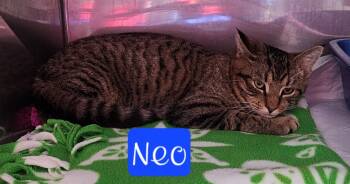Rescue Domestic Short Hair Cats for Adoption in Jim Thorpe, Pennsylvania - Neo | PetCurious