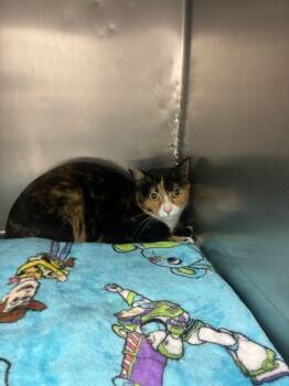 Rescue Domestic Short Hair Cats for Adoption in Marietta, Georgia - S'mores | PetCurious