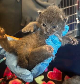 Minerva -  Domestic Short Hair Cat for Adoption in Peru, New York - Minerva | PetCurious