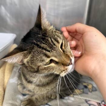 Tobey Maguire -  Domestic Short Hair Cat for Adoption in Sunrise, Florida - Tobey Maguire | PetCurious