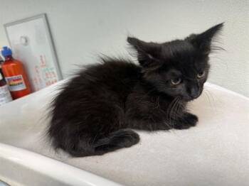 MERCY -  Domestic Medium Hair Cat for Adoption in Antioch, California - MERCY | PetCurious