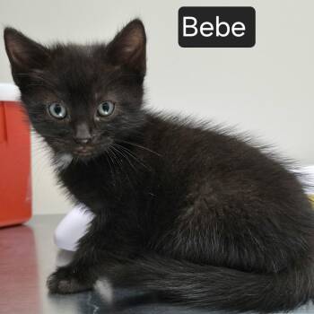 Bebe -  Domestic Short Hair Cat for Adoption in Snow Hill, North Carolina - Bebe | PetCurious