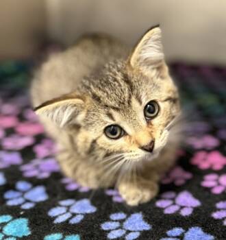 Rescue Domestic Short Hair Cats for Adoption in Sheboygan, Wisconsin - Brie | PetCurious