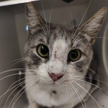 Dr. Nutcase -  Domestic Short Hair Cat for Adoption in Springtown, Texas - Dr. Nutcase | PetCurious