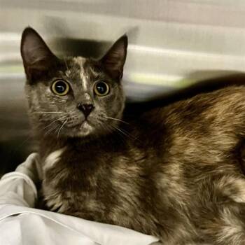 LIGHTNING -  Domestic Short Hair Cat for Adoption in St. Louis, Missouri - LIGHTNING | PetCurious