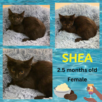 Rescue Domestic Short Hair Cats for Adoption in Jarrettsville, Maryland - Shea | PetCurious