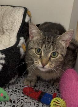 Chardonnay -  Domestic Short Hair Cat for Adoption in Cuyahoga Falls, Ohio - Chardonnay | PetCurious